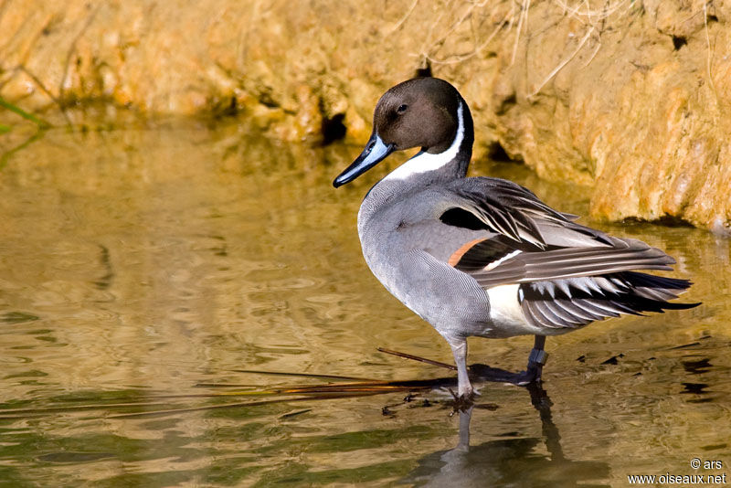 Canard pilet mâle adulte, identification