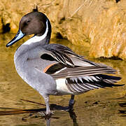 Northern Pintail