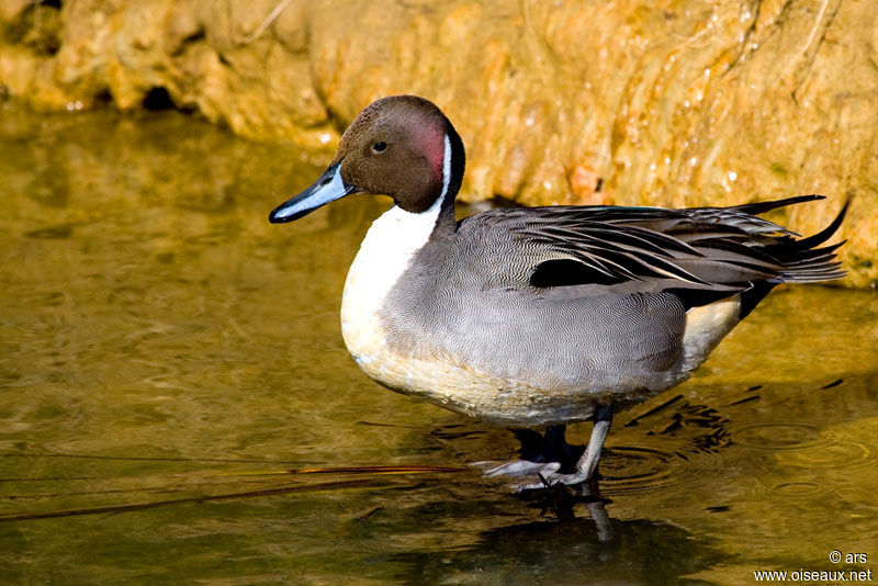 Canard pilet mâle adulte, identification