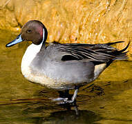 Northern Pintail