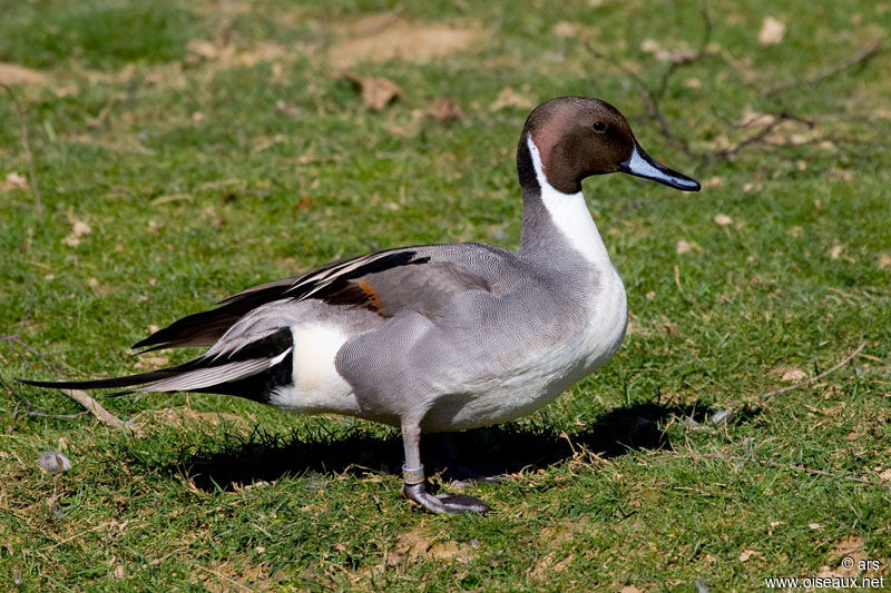 Canard pilet mâle adulte, identification