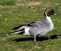 Northern Pintail