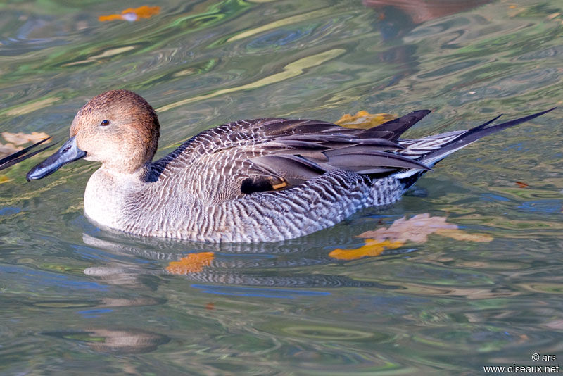 Canard pilet femelle adulte, identification