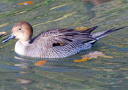 Canard pilet