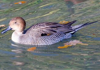 Canard pilet