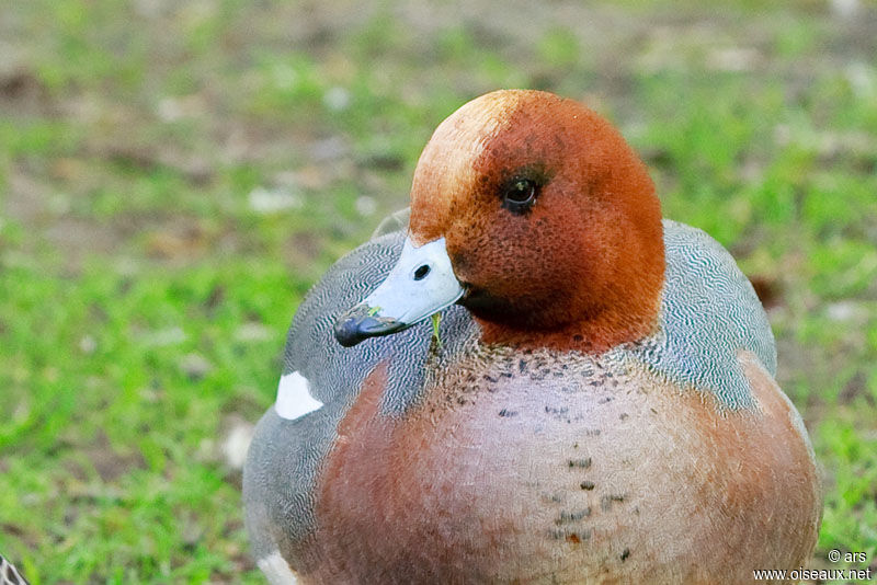 Canard siffleur mâle adulte, identification