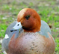 Eurasian Wigeon