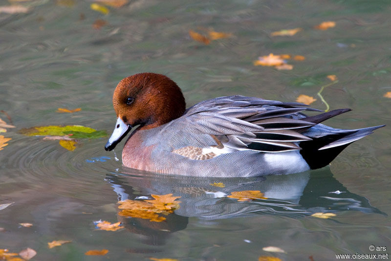 Canard siffleur mâle adulte, identification