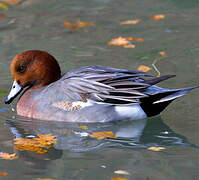 Eurasian Wigeon