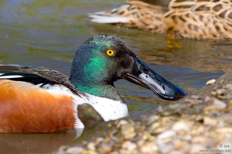 Northern Shoveler male adult, identification