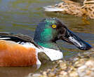 Canard souchet