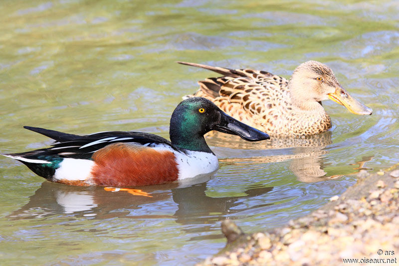 Canard souchet adulte, identification