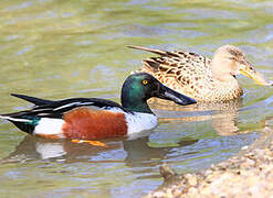 Canard souchet