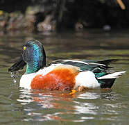 Northern Shoveler