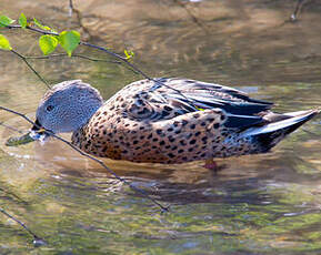 Canard spatule