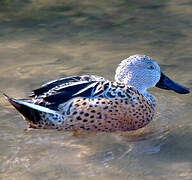 Canard spatule