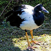 Magpie Goose