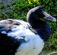 Magpie Goose