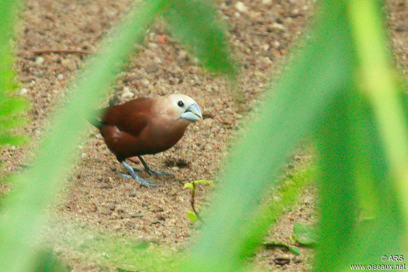 White-headed Munia