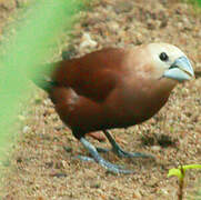 White-headed Munia