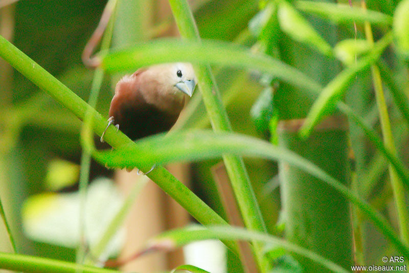 White-headed Munia