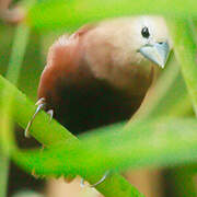 White-headed Munia