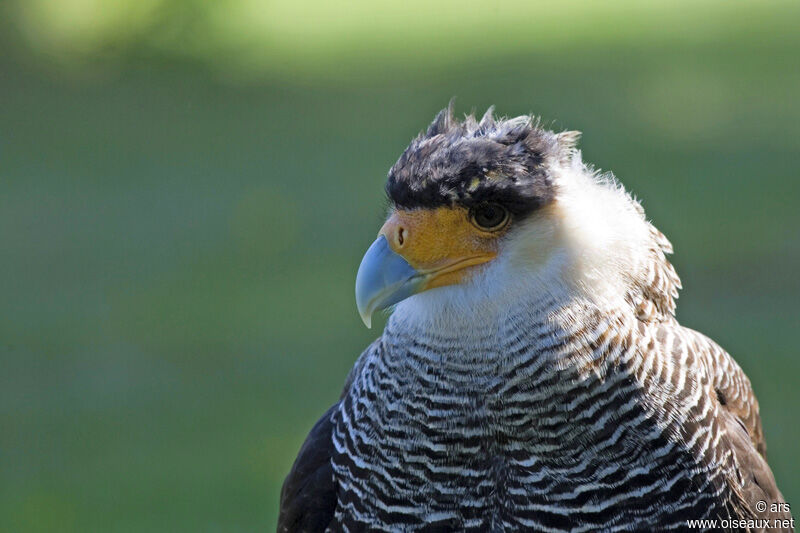 Crested Caracara (cheriway), identification