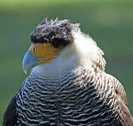 Northern Crested Caracara