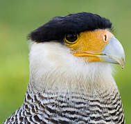 Crested Caracara (cheriway)