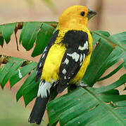 Golden Grosbeak