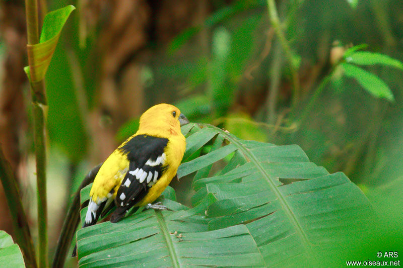 Golden Grosbeak, identification