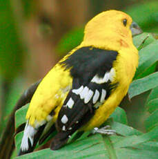 Cardinal à tête jaune