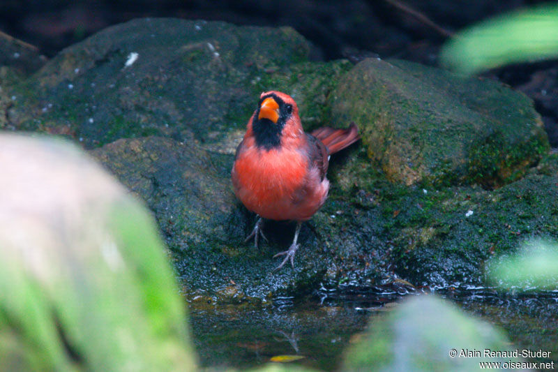 Cardinal rouge, identification