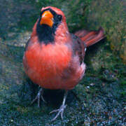 Northern Cardinal