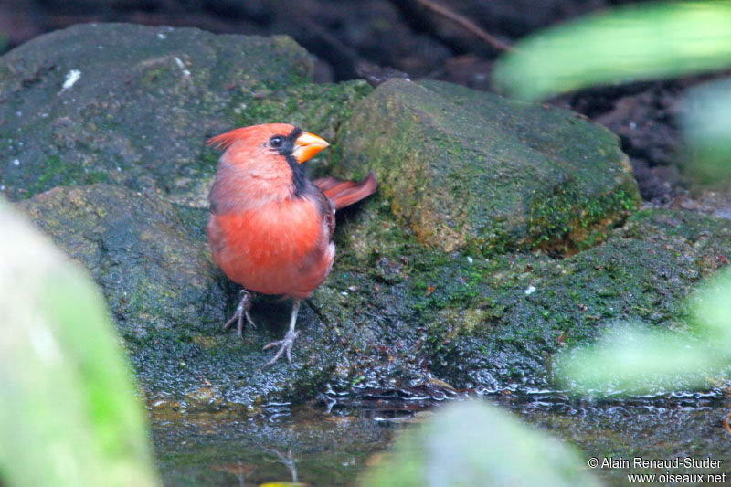 Northern Cardinal, identification