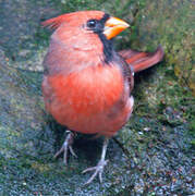 Cardinal rouge