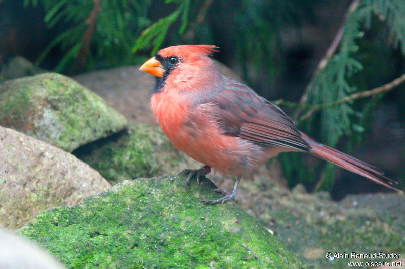 Cardinal rouge, identification