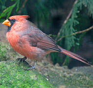 Cardinal rouge