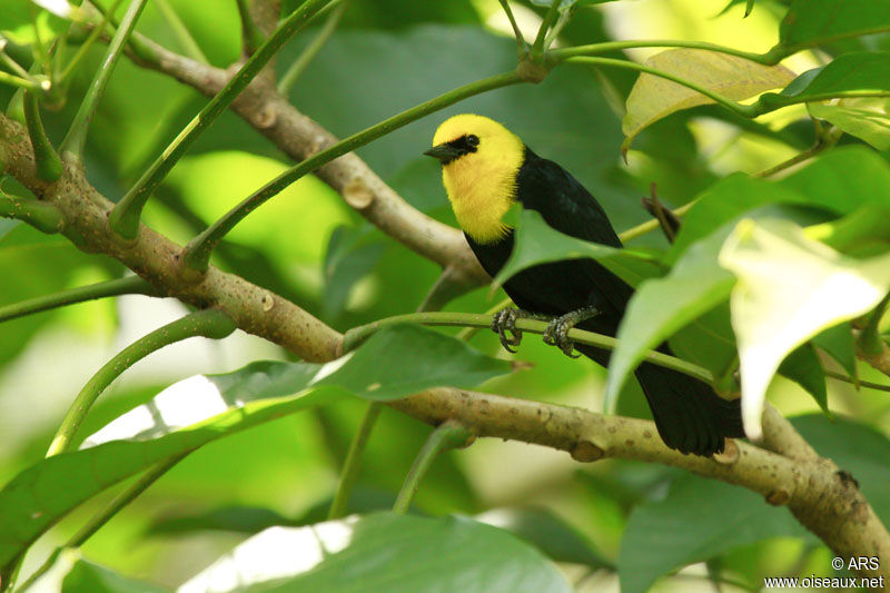 Yellow-hooded Blackbird male adult