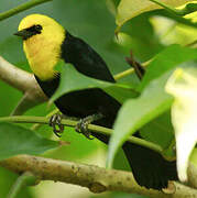 Yellow-hooded Blackbird