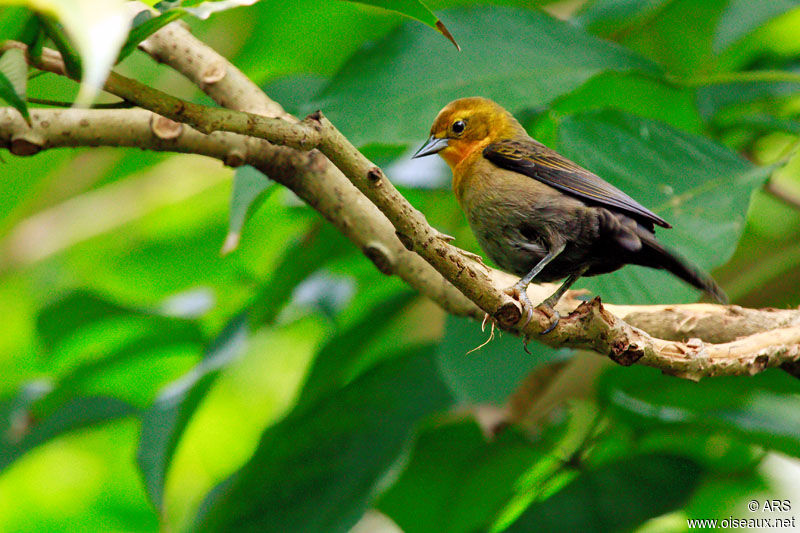 Yellow-hooded Blackbird female adult, identification