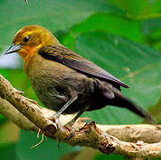 Yellow-hooded Blackbird