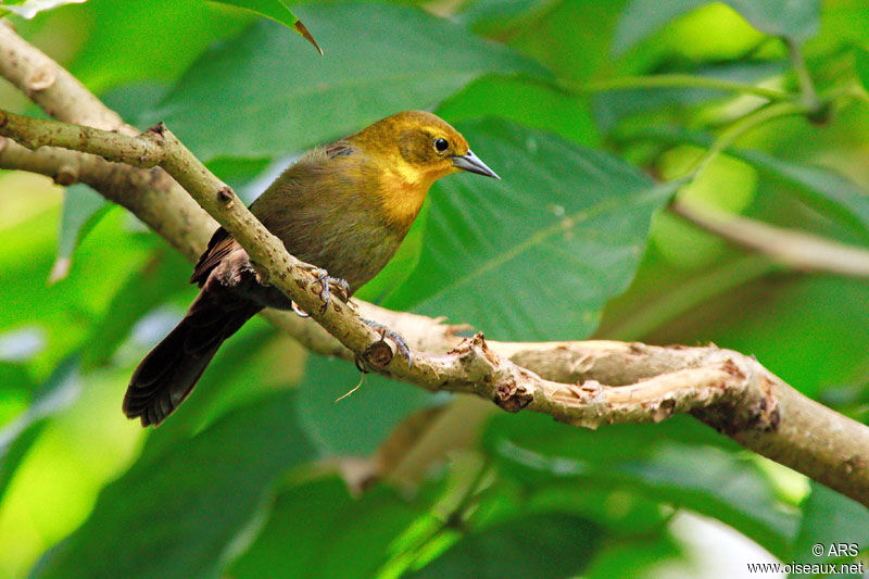 Yellow-hooded Blackbird female adult, identification