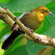 Yellow-hooded Blackbird