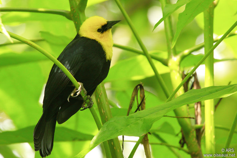 Yellow-hooded Blackbird male adult, identification