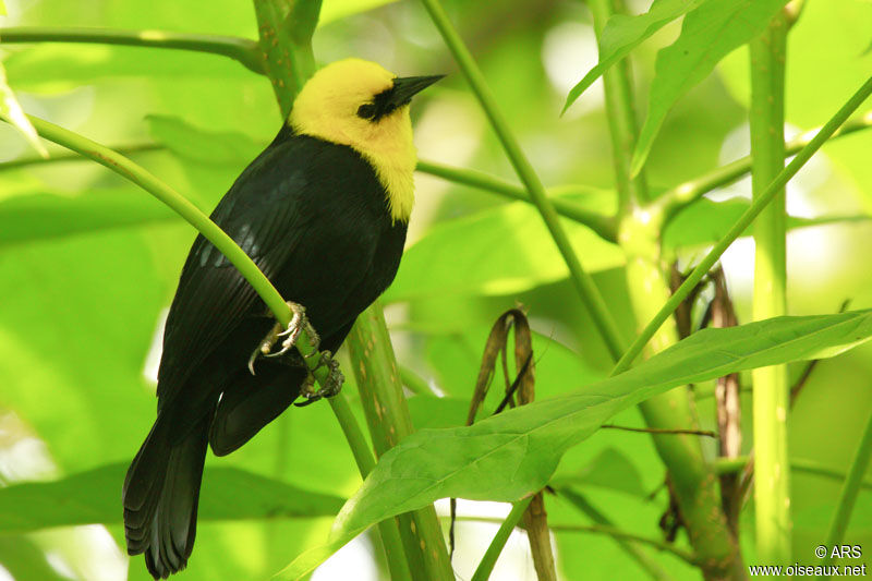 Yellow-hooded Blackbird male adult, identification