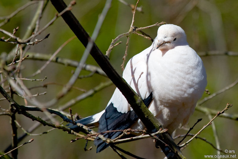 Pied Imperial Pigeon, identification