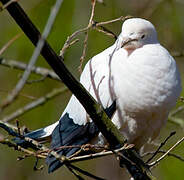 Pied Imperial Pigeon