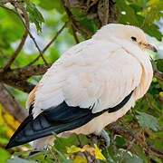 Pied Imperial Pigeon