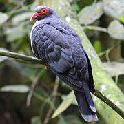 Papuan Mountain Pigeon